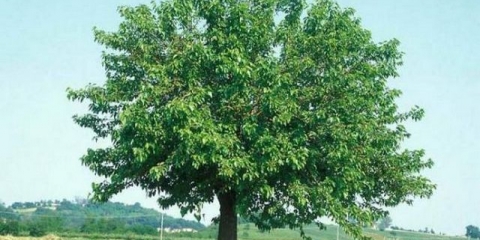 Dud na uralu: sadnja i njega