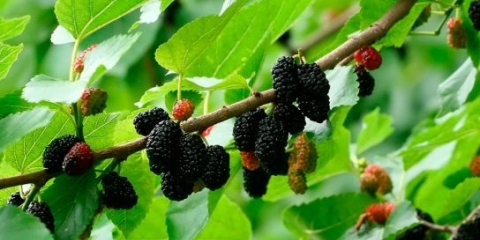 Osušeni dud: korisna svojstva