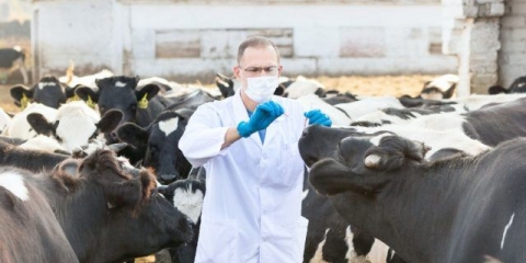 Raspored vakcinacije krava