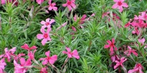 Stiloidni floks (sadnja i njega na otvorenom polju)