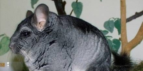 Činčila kod kuće: uzgoj, održavanje i njega, recenzije