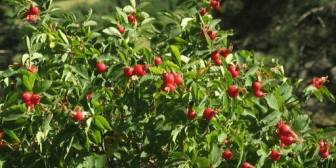 Šipak: ljekovita svojstva i upotreba, kontraindikacije