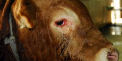 Češeri kod goveda: kod krave, kod teleta