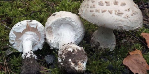 Pinealna muha (konusna): fotografija i opis, da li je upotrebljiva