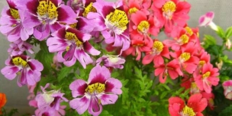 Schizantus: uzgoj iz sjemena + fotografija