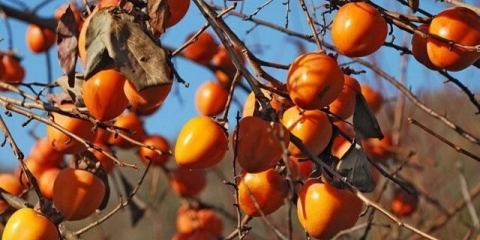 Čokoladni dragun: opis sorte, gdje i kako raste kada sazri