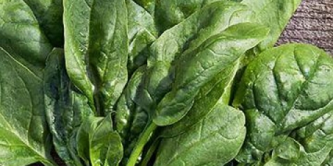 Spanać matador: recenzije i uzgoj