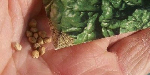 Novozelandski spanać (tetragonijum): opis, fotografija, recenzije