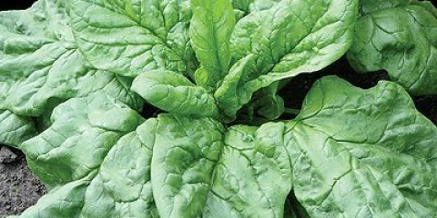 Vrtni spanać: korisna svojstva, uzgoj