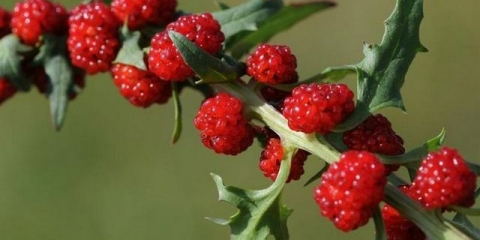 Spanać od jagoda - uzgoj i njega