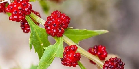 Spanać od jagode: uzgoj, korisna svojstva, recepti