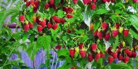 Standardne sorte maline: recenzije, opis, fotografija