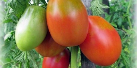 Standardne sorte paradajza za plastenike