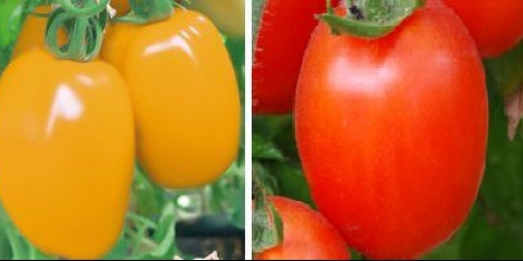 Standardne sorte paradajza