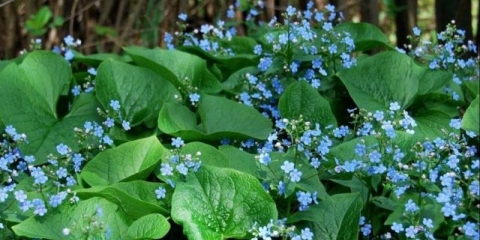 Sibirski brunner: fotografija, opis, sadnja i njega