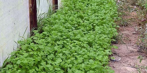 Zeleno đubrivo u stakleniku u proleće za paradajz