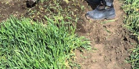 Da li je moguće koristiti zob i pšenicu kao zeleno gnojivo