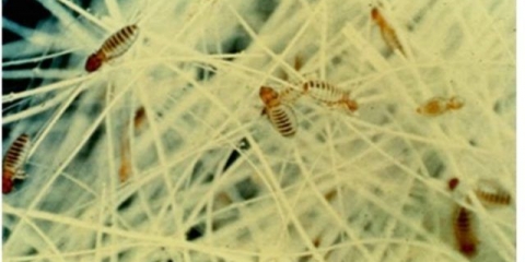 Sifunkulatoza kod goveda: znakovi infekcije i liječenje