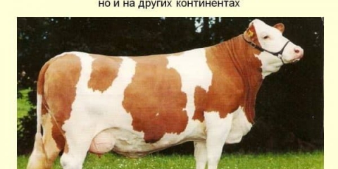 Simentalci - karakteristike krava i bikova, mliječne rase goveda