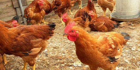 Simptomi i liječenje marekove bolesti kod ptica