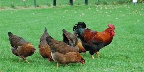 Simptomi i liječenje zaraznih i drugih bolesti pilića