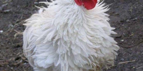 Simptomi i liječenje kokcidioze kod pilića i kokoši