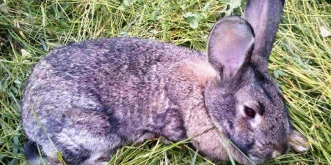 Simptomi, liječenje i prevencija kokcidioze kod kunića