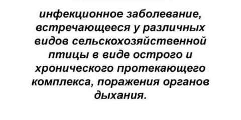 Simptomi mikoplazmoze kod pilića i metode liječenja