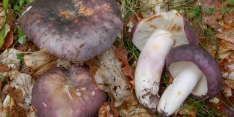 Plavo-žuta russula: opis gljive, fotografija