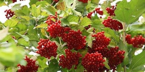 Viburnum sirup: korisna svojstva