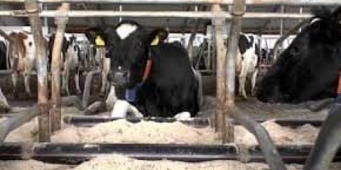 Sistemi i metode držanja krava