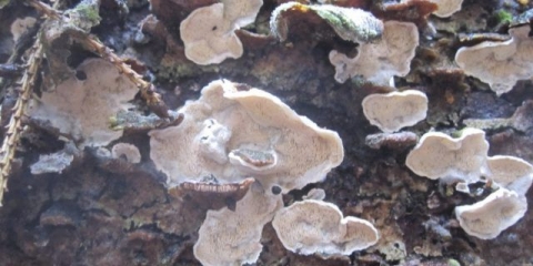 Skeletokutis ružičasto-siva: fotografija i opis