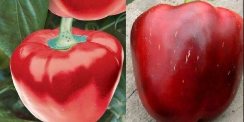 Rane sorte slatke paprike za sibir