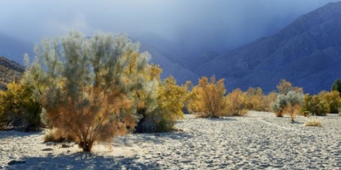 Obična kožarska skumpija: sadnja i njega na otvorenom, fotografije u pejzažnom dizajnu, recenzije