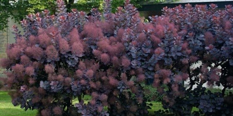 Skumpiya kraljevska ljubičasta (kraljevska ljubičasta) koža: recenzije, fotografije, opis, zimska otpornost