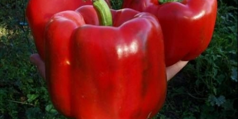 Slatka paprika hercules f1