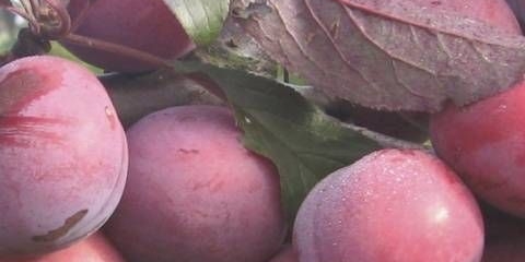 Šljiva (šljiva) lama