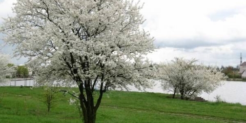 Šljiva (šljiva) mara