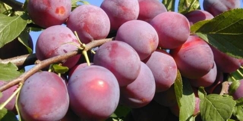 Šljiva (trešnja) pronađena