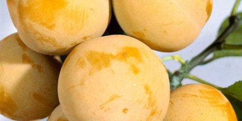 Bijeli med od šljive