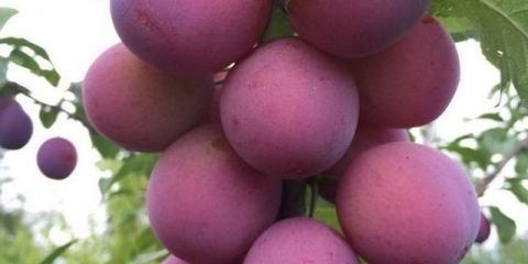 Šljiva plavi apartman