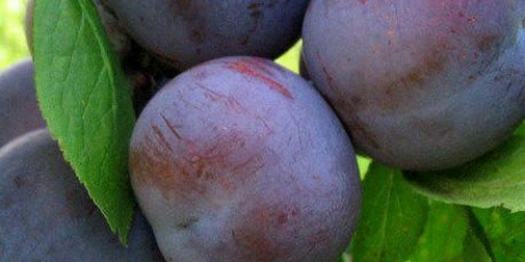 Kućna etida od šljiva