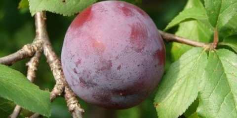 Plum eurasia