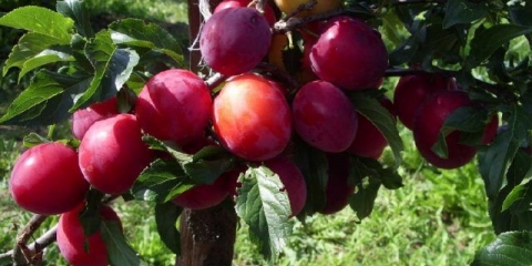 Šljiva crvena lopta