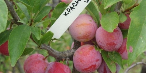 Šljiva crvena lopta