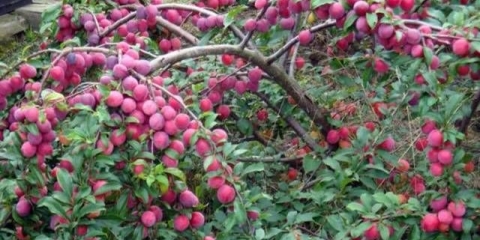 Šljiva kuban kometa: opis sorte, fotografije, recenzije