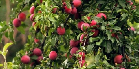 Mirisna nektarina šljiva: opis hibridne sorte, fotografija trešnje