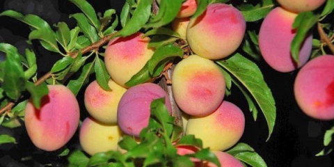 Šljiva breskva michurina: opis sorte, fotografije, recenzije