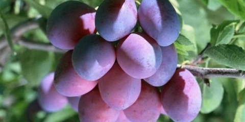 Šljiva plava poklon