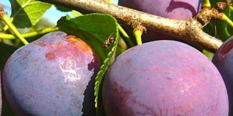 Plum starting